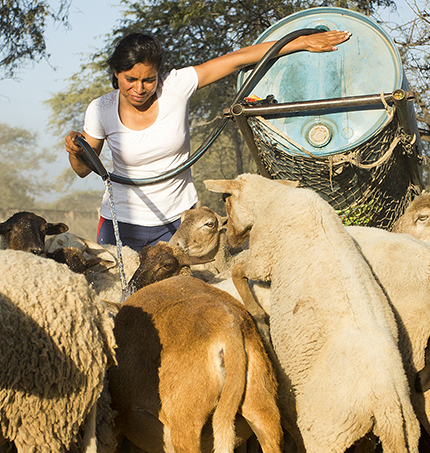 Woman giving water to livestock on a farm