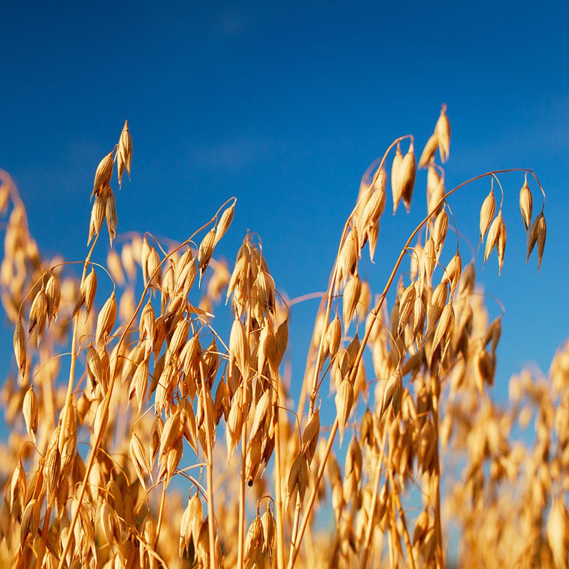 positive_ag_wheat_828