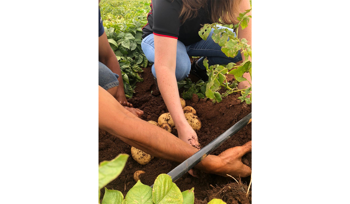 Hands digging through potatoes in soil