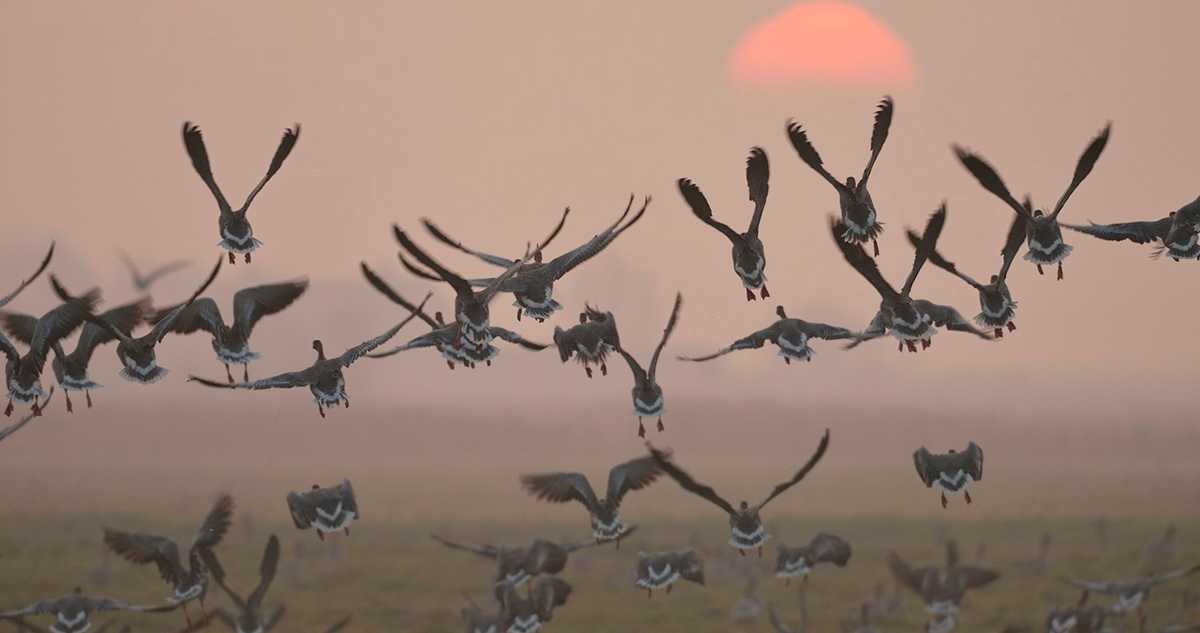 A flock of pink-footed geese, migratory birds known to spend winters in Belgium, take flight at sunset.