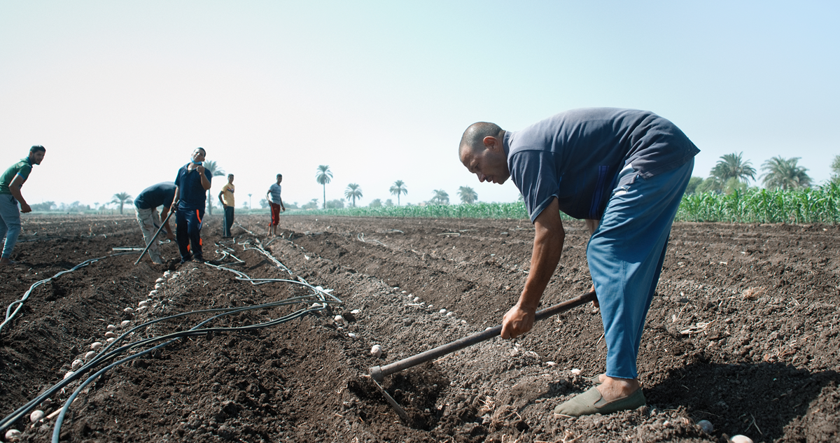 Minya working on a potato crop field in Egypt.