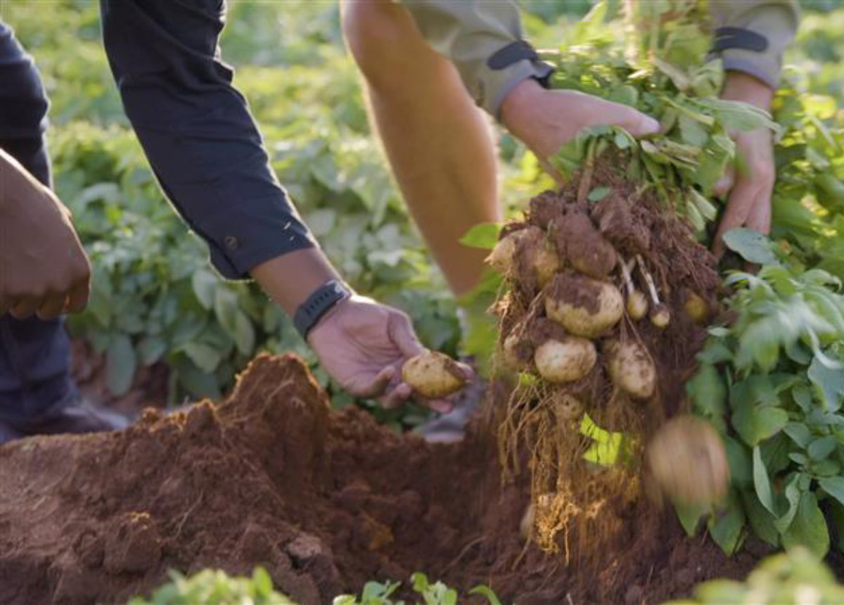 How regenerative agriculture can help farms and the planet thrive