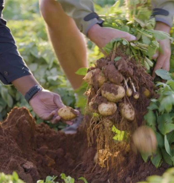 How regenerative agriculture can help farms and the planet thrive