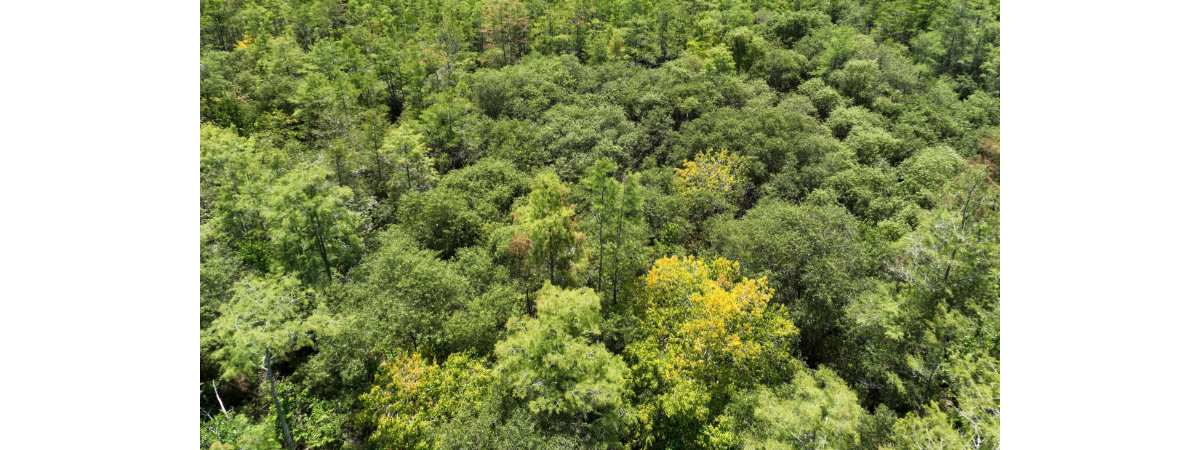 We’re helping to save water and improve water quality around watersheds and wetlands in the Florida Everglades with support from N-Drip, Netafim and Audubon.