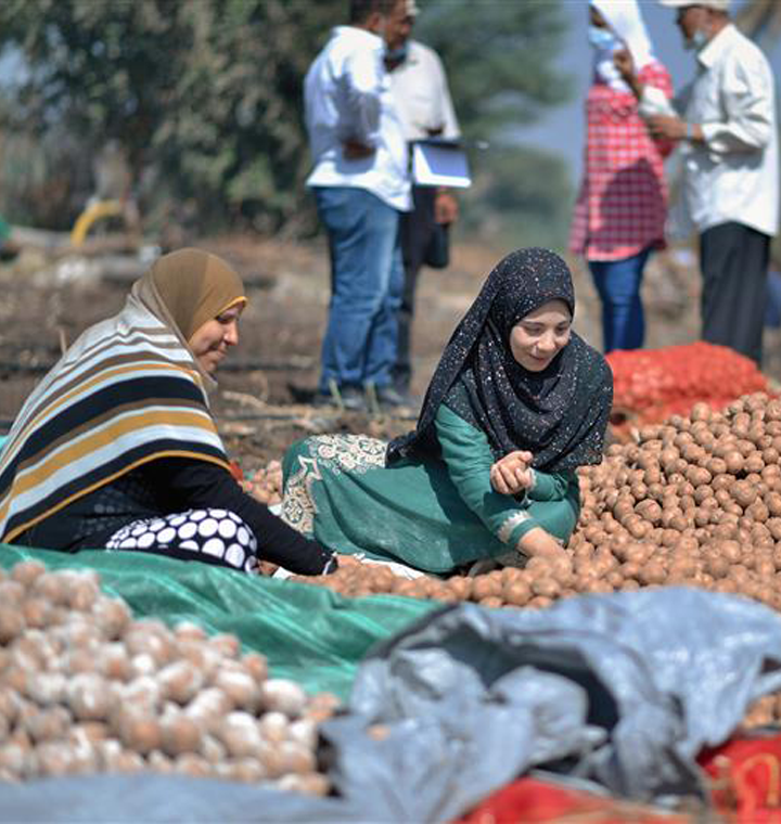 Shaimaa’s story: potatoes, profits and potential