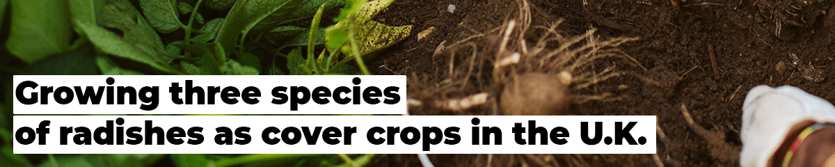 Helping farmers grow varying species of radishes in the U.K.