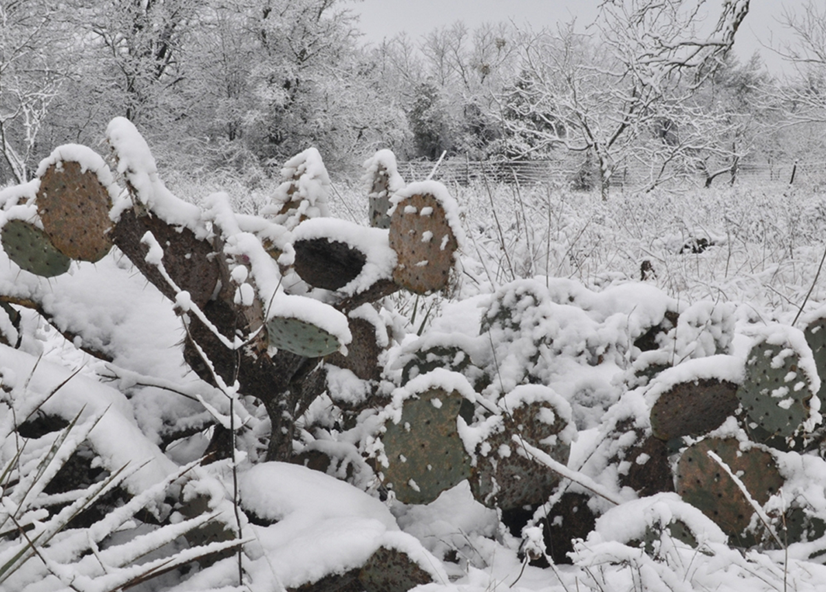 https://www.pepsico.com/images/default-source/stories/texas-relief-winter-storm-uri---stories_story-hero-image-1200x860.png?sfvrsn=9b4f682d_3