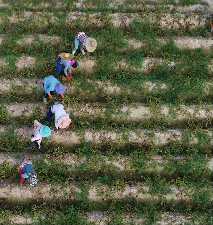 Overhead shot of farmers working a field in Thailand