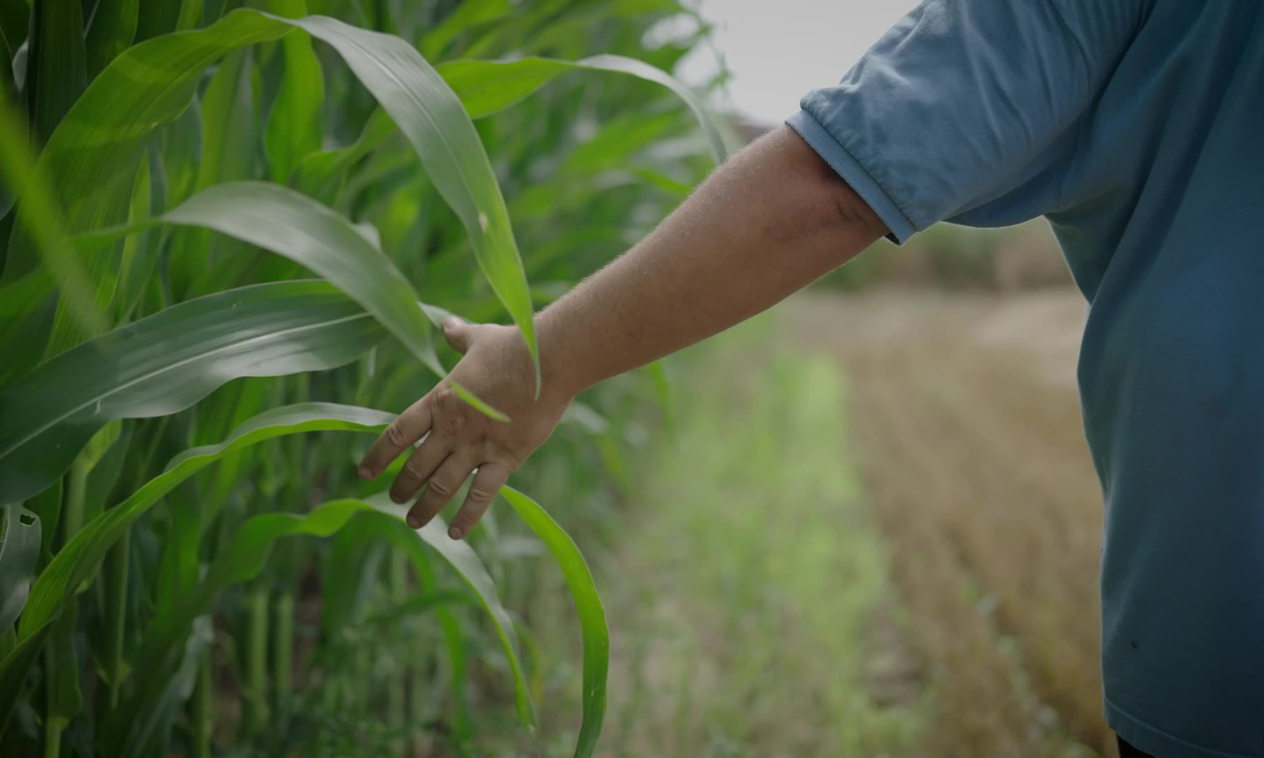 Man's hand touches leaves of crops in a field