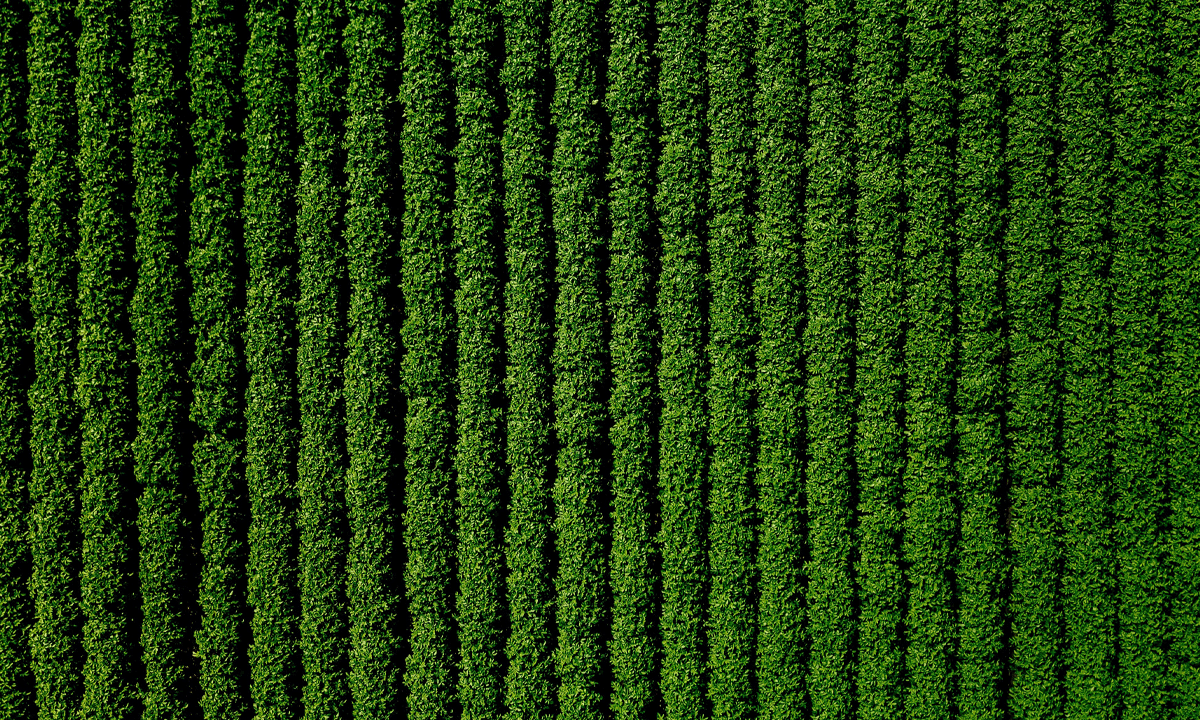Aerial view of green field of crops in rows