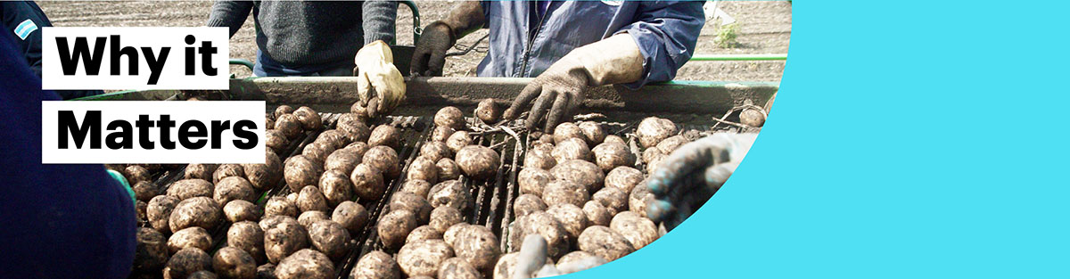 Potatoes being harvested