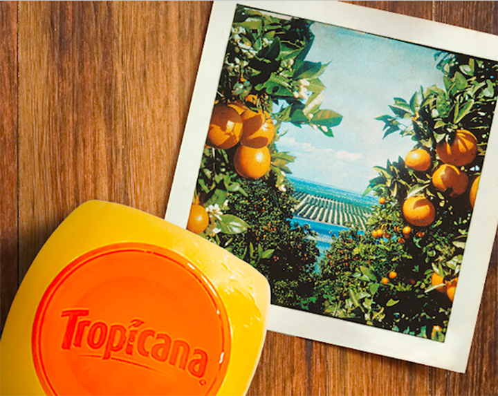 Overhead view of a Tropicana bottle and photo of orange groves, circa 1998